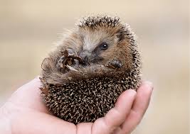 Zdjęcie z galerii: photo_6964b0cd71363.jpg